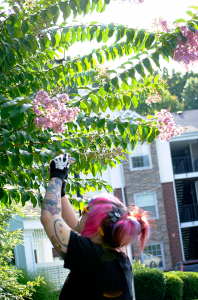 katie_pinkfloweringtree2